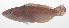  ( - PHI-130)  @11 [ ] CreativeCommons  Attribution Non-Commercial (by-nc) (2013) Unspecified Smithsonian Institution National Museum of Natural History