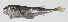  ( - PHI-276)  @11 [ ] CreativeCommons  Attribution Non-Commercial (by-nc) (2013) Unspecified Smithsonian Institution National Museum of Natural History
