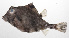  ( - PHI-055)  @11 [ ] CreativeCommons  Attribution Non-Commercial (by-nc) (2013) Unspecified Smithsonian Institution National Museum of Natural History