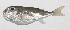  ( - PHI-246)  @11 [ ] CreativeCommons  Attribution Non-Commercial (by-nc) (2013) Unspecified Smithsonian Institution National Museum of Natural History