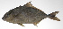  ( - PHI-009)  @11 [ ] CreativeCommons  Attribution Non-Commercial (by-nc) (2013) Unspecified Smithsonian Institution National Museum of Natural History