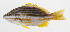  ( - PHI-202)  @11 [ ] CreativeCommons  Attribution Non-Commercial (by-nc) (2013) Unspecified Smithsonian Institution National Museum of Natural History