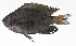  ( - PHI-317)  @11 [ ] CreativeCommons  Attribution Non-Commercial (by-nc) (2013) Unspecified Smithsonian Institution National Museum of Natural History