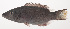  ( - VIS-027)  @11 [ ] CreativeCommons  Attribution Non-Commercial (by-nc) (2015) Unspecified Smithsonian Institution National Museum of Natural History