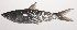  ( - VIS-124)  @11 [ ] CreativeCommons  Attribution Non-Commercial (by-nc) (2015) Unspecified Smithsonian Institution National Museum of Natural History
