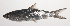  ( - VIS-125)  @11 [ ] CreativeCommons  Attribution Non-Commercial (by-nc) (2015) Unspecified Smithsonian Institution National Museum of Natural History