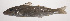  ( - VIS-146)  @11 [ ] CreativeCommons  Attribution Non-Commercial (by-nc) (2015) Unspecified Smithsonian Institution National Museum of Natural History