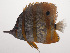  ( - VIS-160)  @11 [ ] CreativeCommons  Attribution Non-Commercial (by-nc) (2015) Unspecified Smithsonian Institution National Museum of Natural History
