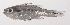  ( - VIS-201)  @11 [ ] CreativeCommons  Attribution Non-Commercial (by-nc) (2015) Unspecified Smithsonian Institution National Museum of Natural History