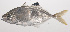  ( - VIS-202)  @11 [ ] CreativeCommons  Attribution Non-Commercial (by-nc) (2015) Unspecified Smithsonian Institution National Museum of Natural History