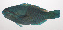  ( - VIS-208)  @11 [ ] CreativeCommons  Attribution Non-Commercial (by-nc) (2015) Unspecified Smithsonian Institution National Museum of Natural History