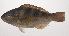  ( - VIS-247)  @11 [ ] CreativeCommons  Attribution Non-Commercial (by-nc) (2015) Unspecified Smithsonian Institution National Museum of Natural History