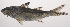  ( - VIS-263)  @11 [ ] CreativeCommons  Attribution Non-Commercial (by-nc) (2015) Unspecified Smithsonian Institution National Museum of Natural History