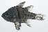  (Sphaeramia orbicularis - VIS-319)  @11 [ ] CreativeCommons  Attribution Non-Commercial (by-nc) (2015) Unspecified Smithsonian Institution National Museum of Natural History
