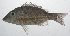  ( - VIS-350)  @11 [ ] CreativeCommons  Attribution Non-Commercial (by-nc) (2015) Unspecified Smithsonian Institution National Museum of Natural History
