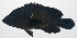 ( - VIS-352)  @11 [ ] CreativeCommons  Attribution Non-Commercial (by-nc) (2015) Unspecified Smithsonian Institution National Museum of Natural History