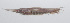  ( - PHIL-003)  @11 [ ] CreativeCommons  Attribution Non-Commercial (by-nc) (2015) Unspecified Smithsonian Institution National Museum of Natural History