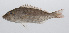  ( - PHIL-010)  @11 [ ] CreativeCommons  Attribution Non-Commercial (by-nc) (2015) Unspecified Smithsonian Institution National Museum of Natural History