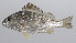  ( - PHIL-019)  @11 [ ] CreativeCommons  Attribution Non-Commercial (by-nc) (2015) Unspecified Smithsonian Institution National Museum of Natural History