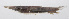  ( - PHIL-081)  @11 [ ] CreativeCommons  Attribution Non-Commercial (by-nc) (2015) Unspecified Smithsonian Institution National Museum of Natural History