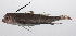  ( - PHIL-093)  @11 [ ] CreativeCommons  Attribution Non-Commercial (by-nc) (2015) Unspecified Smithsonian Institution National Museum of Natural History