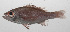 ( - PHIL-164)  @11 [ ] CreativeCommons  Attribution Non-Commercial (by-nc) (2015) Unspecified Smithsonian Institution National Museum of Natural History
