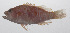  (Plectranthias japonicus - PHIL-187)  @11 [ ] CreativeCommons  Attribution Non-Commercial (by-nc) (2015) Unspecified Smithsonian Institution National Museum of Natural History