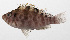  ( - PHIL-204)  @11 [ ] CreativeCommons  Attribution Non-Commercial (by-nc) (2015) Unspecified Smithsonian Institution National Museum of Natural History