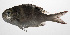  ( - PHIL-252)  @11 [ ] CreativeCommons  Attribution Non-Commercial (by-nc) (2015) Unspecified Smithsonian Institution National Museum of Natural History