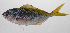  ( - PHIL-275)  @11 [ ] CreativeCommons  Attribution Non-Commercial (by-nc) (2015) Unspecified Smithsonian Institution National Museum of Natural History
