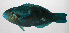  ( - PHIL-285)  @11 [ ] CreativeCommons  Attribution Non-Commercial (by-nc) (2015) Unspecified Smithsonian Institution National Museum of Natural History
