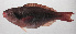  ( - PHIL-288)  @11 [ ] CreativeCommons  Attribution Non-Commercial (by-nc) (2015) Unspecified Smithsonian Institution National Museum of Natural History