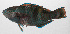  ( - PHIL-292)  @11 [ ] CreativeCommons  Attribution Non-Commercial (by-nc) (2015) Unspecified Smithsonian Institution National Museum of Natural History