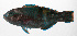  ( - PHIL-295)  @11 [ ] CreativeCommons  Attribution Non-Commercial (by-nc) (2015) Unspecified Smithsonian Institution National Museum of Natural History