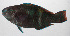  ( - PHIL-297)  @11 [ ] CreativeCommons  Attribution Non-Commercial (by-nc) (2015) Unspecified Smithsonian Institution National Museum of Natural History