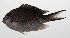  ( - PHIL-302)  @11 [ ] CreativeCommons  Attribution Non-Commercial (by-nc) (2015) Unspecified Smithsonian Institution National Museum of Natural History