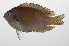  ( - PHIL-310)  @11 [ ] CreativeCommons  Attribution Non-Commercial (by-nc) (2015) Unspecified Smithsonian Institution National Museum of Natural History