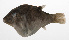  ( - PHIL-323)  @11 [ ] CreativeCommons  Attribution Non-Commercial (by-nc) (2015) Unspecified Smithsonian Institution National Museum of Natural History