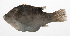  ( - PHIL-339)  @11 [ ] CreativeCommons  Attribution Non-Commercial (by-nc) (2015) Unspecified Smithsonian Institution National Museum of Natural History