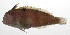  ( - PHIL-413)  @11 [ ] CreativeCommons  Attribution Non-Commercial (by-nc) (2015) Unspecified Smithsonian Institution National Museum of Natural History
