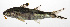  ( - PHIL-448)  @11 [ ] CreativeCommons  Attribution Non-Commercial (by-nc) (2015) Unspecified Smithsonian Institution National Museum of Natural History
