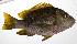  ( - PHIL-482)  @11 [ ] CreativeCommons  Attribution Non-Commercial (by-nc) (2015) Unspecified Smithsonian Institution National Museum of Natural History