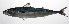  ( - PHIL-493)  @11 [ ] CreativeCommons  Attribution Non-Commercial (by-nc) (2015) Unspecified Smithsonian Institution National Museum of Natural History