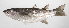  ( - PHIL-513)  @11 [ ] CreativeCommons  Attribution Non-Commercial (by-nc) (2015) Unspecified Smithsonian Institution National Museum of Natural History