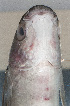  ( - PHIL-513)  @11 [ ] CreativeCommons  Attribution Non-Commercial (by-nc) (2015) Unspecified Smithsonian Institution National Museum of Natural History