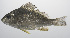  ( - PHISH-298)  @11 [ ] CreativeCommons  Attribution Non-Commercial (by-nc) (2016) Unspecified Smithsonian Institution National Museum of Natural History