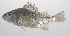  ( - PHISH-317)  @11 [ ] CreativeCommons  Attribution Non-Commercial (by-nc) (2016) Unspecified Smithsonian Institution National Museum of Natural History