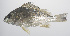  ( - PHISH-318)  @11 [ ] CreativeCommons  Attribution Non-Commercial (by-nc) (2016) Unspecified Smithsonian Institution National Museum of Natural History