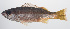 (Lutjanus biguttatus - PHISH-405)  @11 [ ] CreativeCommons  Attribution Non-Commercial (by-nc) (2016) Unspecified Smithsonian Institution National Museum of Natural History