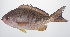  ( - PHISH-435)  @11 [ ] CreativeCommons  Attribution Non-Commercial (by-nc) (2016) Unspecified Smithsonian Institution National Museum of Natural History